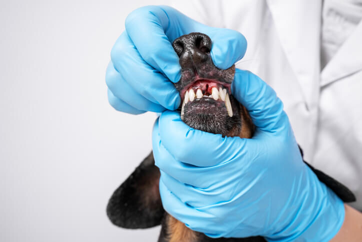 lekarz weterynarii bada jamę ustną psa