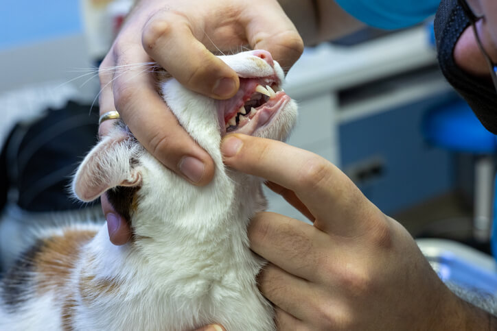 weterynarz bada zęby kota