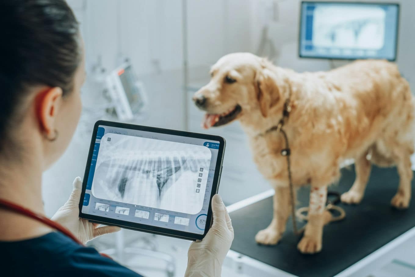 zdjęcie RTG psa