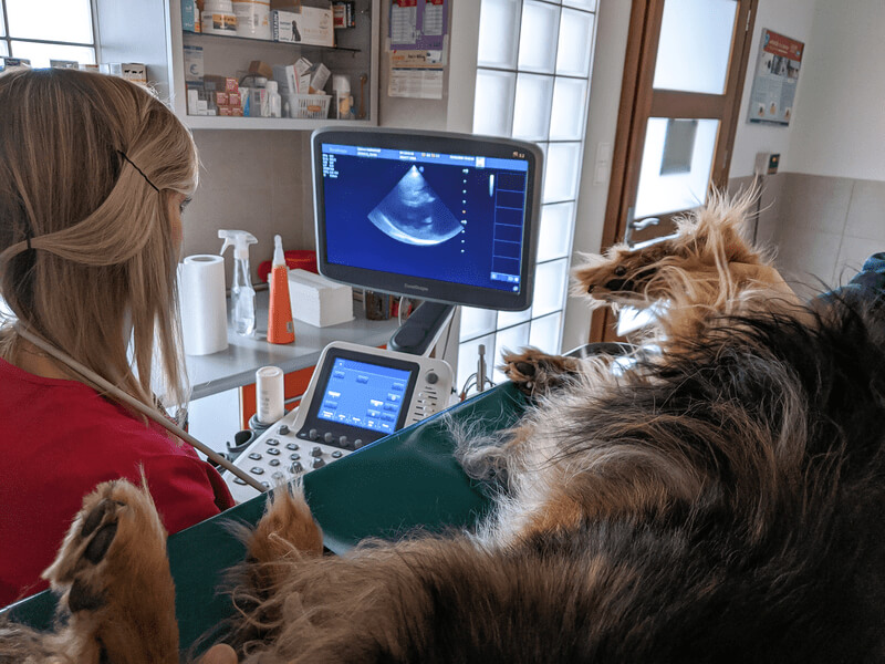 badanie echokardiograficzne psa