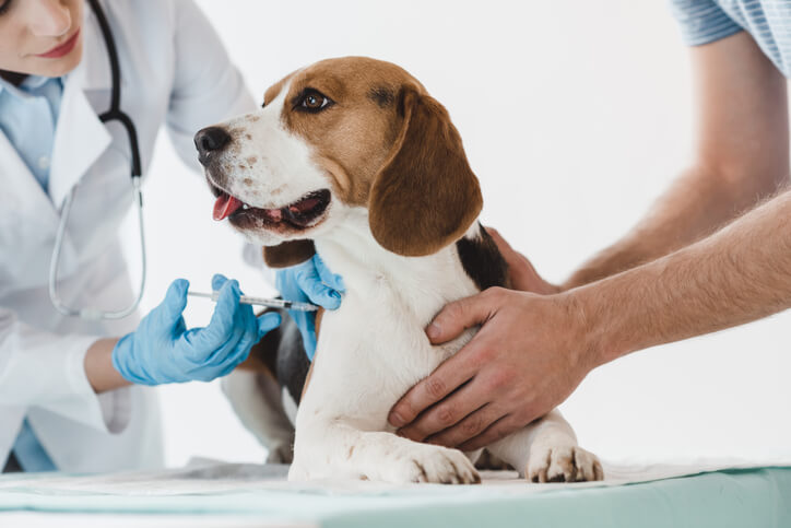 badanie diagnostyczne wykonywane psu