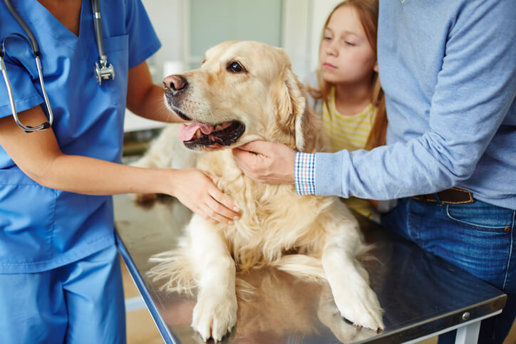 badanie internistyczne wykonywane psu