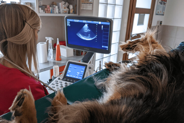 badanie kardiologiczne wykonywane psu