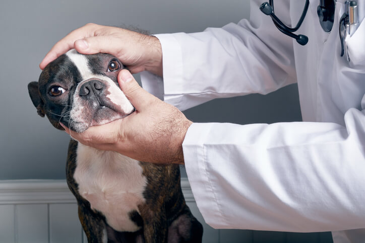 badanie okulistyczne wykonywane psu