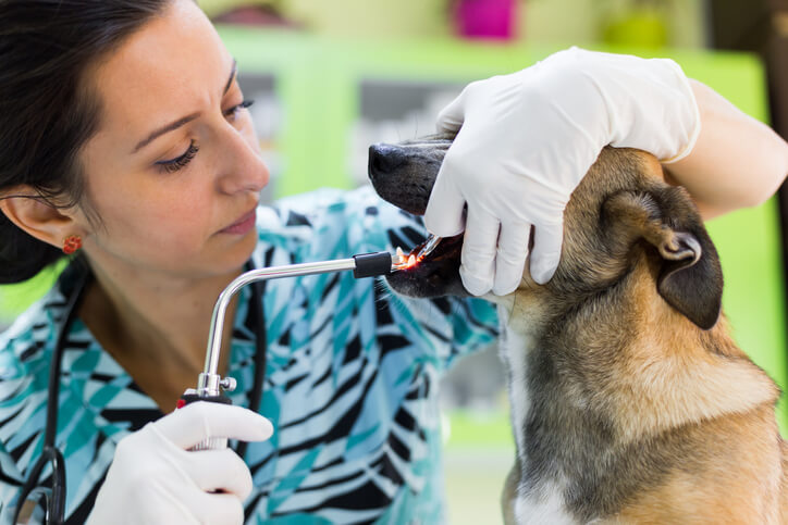 leczenie stomatologiczne wykonywane psu