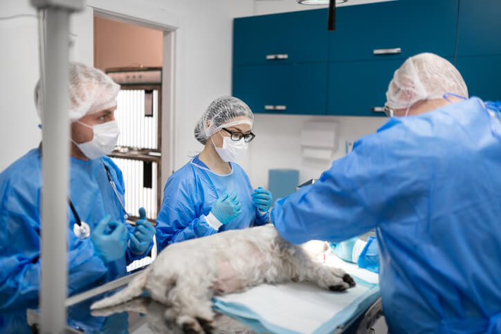 zabieg chirurgiczny wykonywany psu